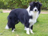 Chiot Border Collie mâle LOF à réserver, né juin 2025