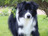Chiot Border Collie mâle LOF à réserver, né juin 2025