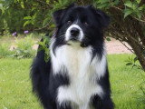 Chiot Border Collie mâle LOF à réserver, né juin 2025