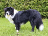 Chiot Border Collie mâle LOF à réserver, né juin 2025