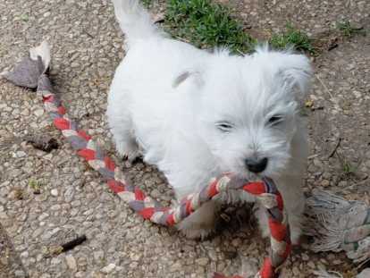 Magnifique chiot Westie LOF à vendre