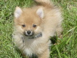 3 chiots Spitz Nain mâles non LOF de février 2026 en vente