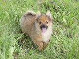 3 chiots Spitz Nain mâles non LOF de février 2026 en vente