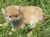 3 chiots Spitz Nain mâles non LOF de février 2026 en vente