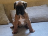 Chiots de type Boxer à vendre (3 femelles & 2 mâles)