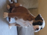 Chiots de type Boxer à vendre (3 femelles & 2 mâles)