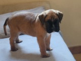 Chiots de type Boxer à vendre (3 femelles & 2 mâles)