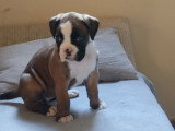 Chiots de type Boxer à vendre (3 femelles & 2 mâles)