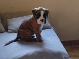 Chiots de type Boxer à vendre (3 femelles & 2 mâles)
