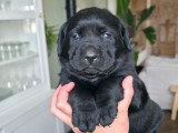 Chiots Labrador noirs LOF à vendre