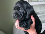 Chiots Labrador noirs LOF à vendre