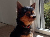 Hatchi