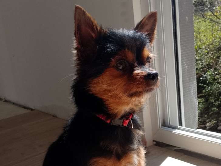 Hatchi