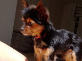 Hatchi