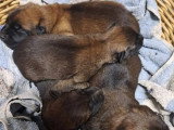 5 chiots Berger Belge Malinois LOF à réserver