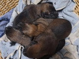 5 chiots Berger Belge Malinois LOF à réserver