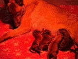 5 chiots Berger Belge Malinois LOF à réserver