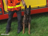5 chiots Berger Belge Malinois LOF à réserver