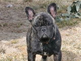 Chiot femelle Bouledogue Français à vendre non LOF de décembre 2025