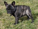Chiot femelle Bouledogue Français à vendre non LOF de décembre 2025