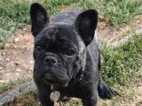 Chiot femelle Bouledogue Français à vendre non LOF de décembre 2025