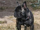 Chiot femelle Bouledogue Français à vendre non LOF de décembre 2025