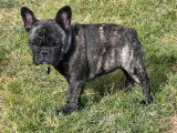 Chiot femelle Bouledogue Français à vendre non LOF de décembre 2025