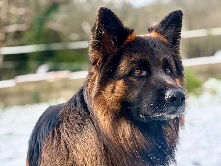 Mâle Berger Allemand à Poil Long disponible pour saillie