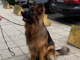 Mâle Berger Allemand à Poil Long cherche saillie