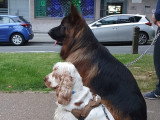 Mâle Berger Allemand à Poil Long cherche saillie