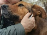 Miga, chienne douce et fidèle à adopter en association
