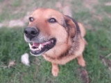 Miga, chienne douce et fidèle à adopter en association