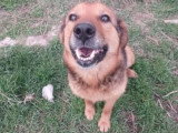 Miga, chienne douce et fidèle à adopter en association