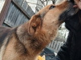 Miga, chienne douce et fidèle à adopter en association
