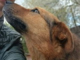 Miga, chienne douce et fidèle à adopter en association