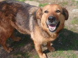 Miga, chienne douce et fidèle à adopter en association