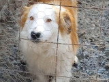 Marley, chien doux et joueur, à adopter en association