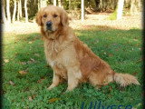 Ulysse Golden Retriever mâle 3 ans pour saillie LOF