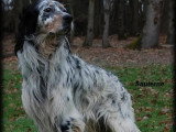 Setter Anglais tricolore LOF confirmé disponible pour saillie