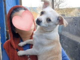 Snow, chienne Chihuahua câline et énergique à adopter en association