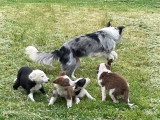 Chiots border collie