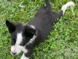 5 chiots Border Collie à vendre