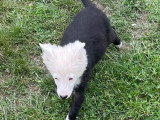 5 chiots Border Collie à vendre