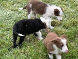 5 chiots Border Collie à vendre