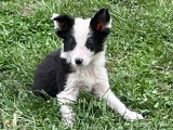 5 chiots Border Collie à vendre