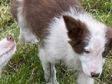BELANA chiot border collie