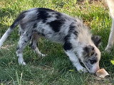 BALTO Elevage Border Collie Mas Andre