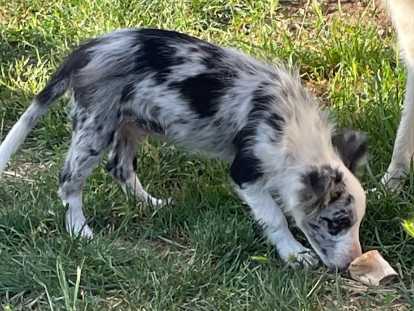 BALTO Elevage Border Collie Mas Andre