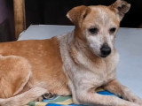 Victoria, 7 ans, rescapée de Roumanie, à adopter en association