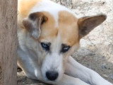 Vicking, 40kg de tendresse à adopter en association
